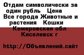 Отдам символически за один рубль › Цена ­ 1 - Все города Животные и растения » Кошки   . Кемеровская обл.,Киселевск г.